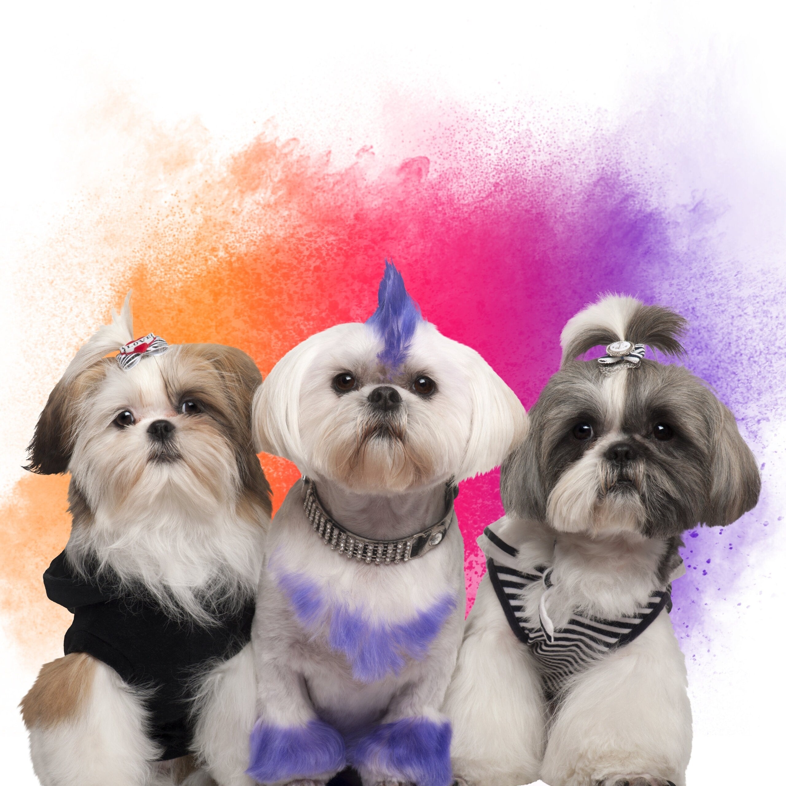 Custom Pet Canvas Prints without Frame, Personalized Photo to Canvas Print, Custom Pet Portrait Canvas, Personalized Canvas Dog Cat Portrait