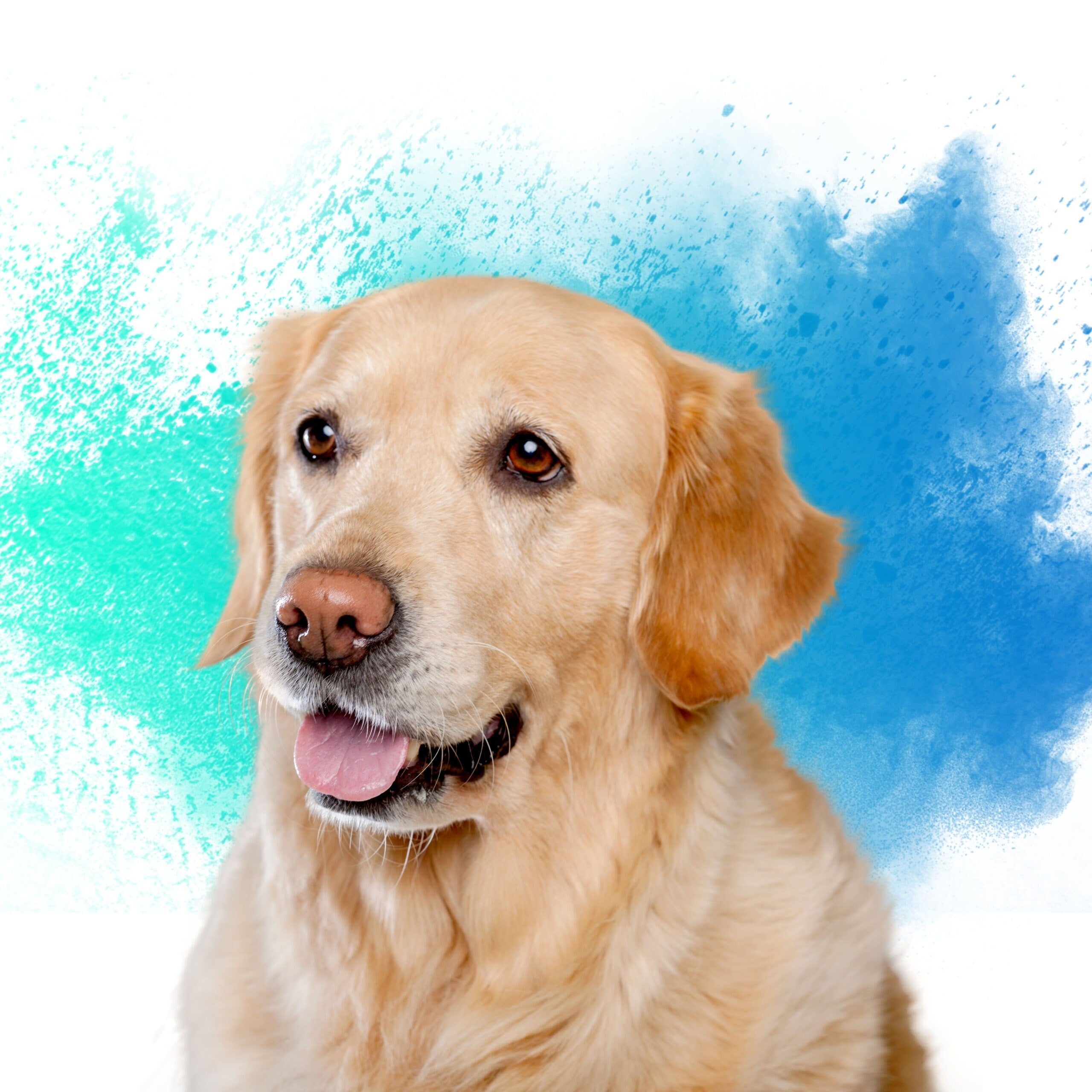 Custom Pet Canvas Prints without Frame, Personalized Photo to Canvas Print, Custom Pet Portrait Canvas, Personalized Canvas Dog Cat Portrait