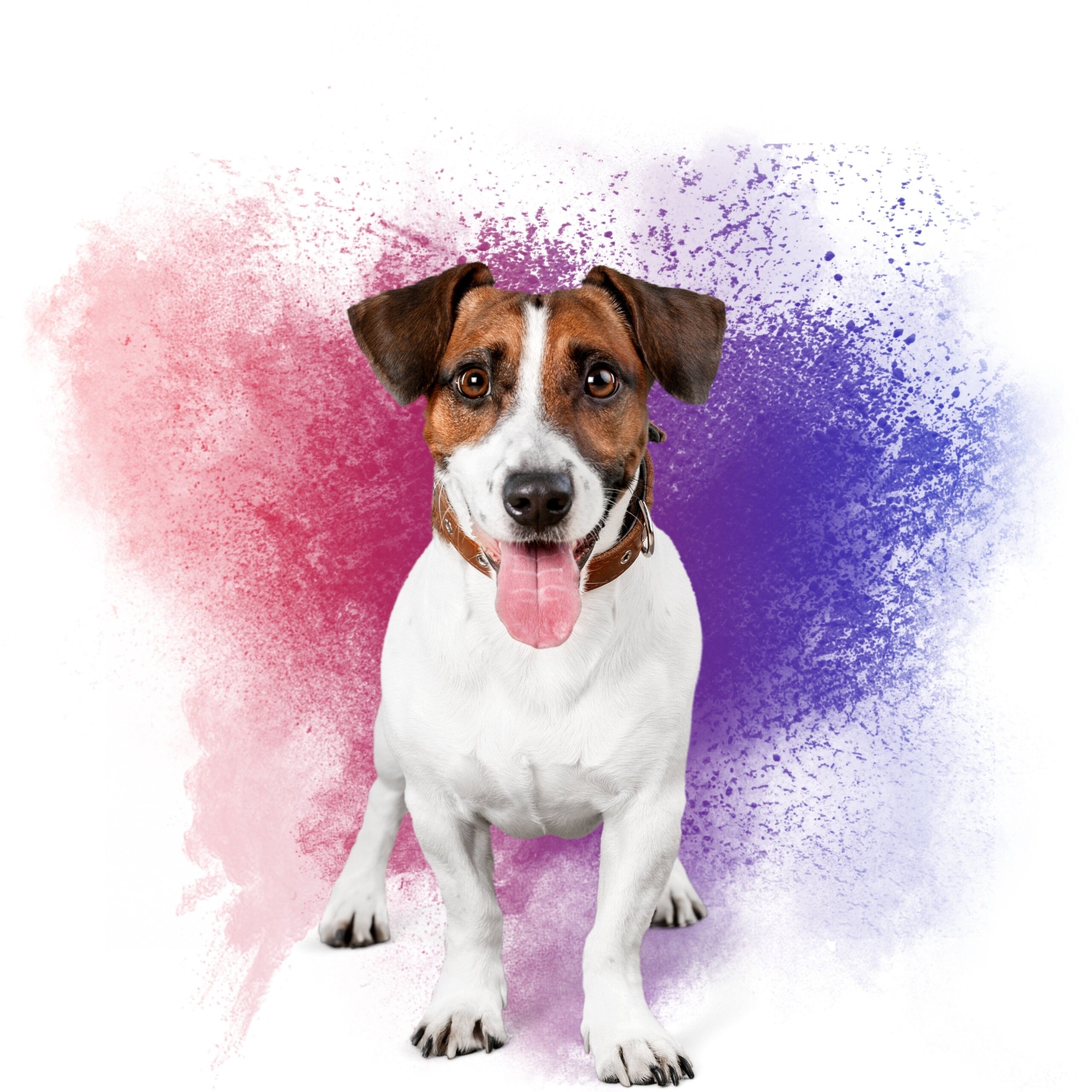 Custom Pet Canvas Prints without Frame, Personalized Photo to Canvas Print, Custom Pet Portrait Canvas, Personalized Canvas Dog Cat Portrait
